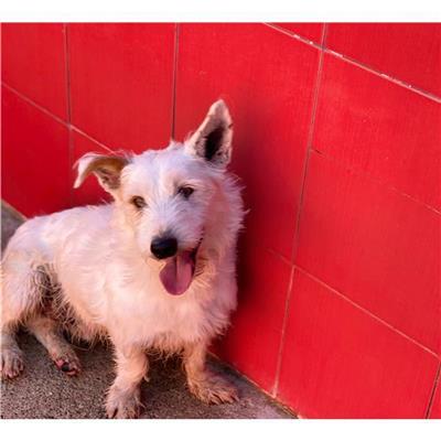 QUARTU SANT'ELENA - Cane - Microchip 380260041497510