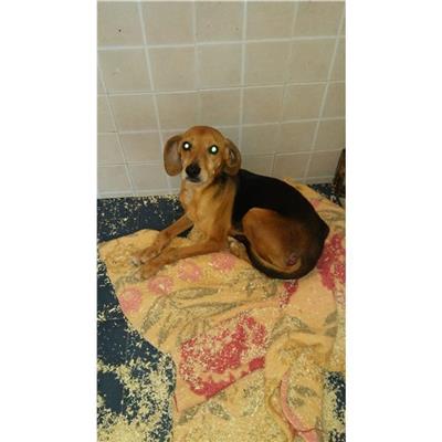 QUARTU SANT'ELENA - Cane - Microchip 380260043044823