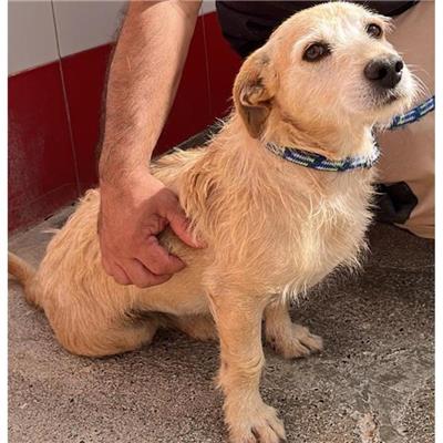 QUARTU SANT'ELENA - Cane - Microchip 380260043402364