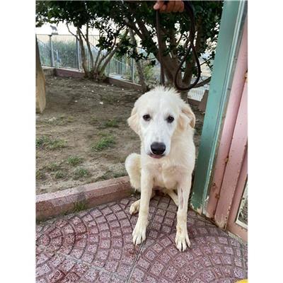 DOLIANOVA - Cane - Microchip 380260044327194