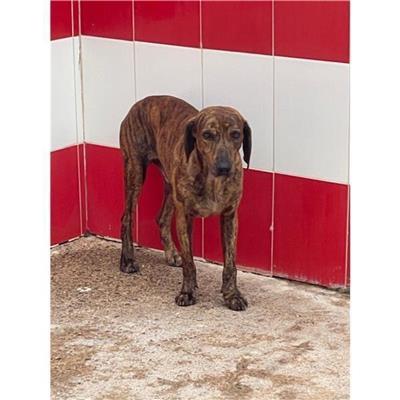 SELARGIUS - Cane - Microchip 380260004584654