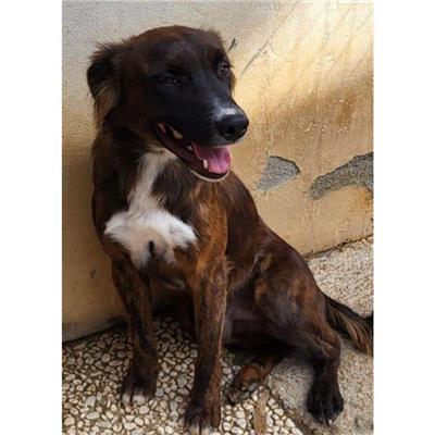 QUARTU SANT'ELENA - Cane - Microchip 380260004812358