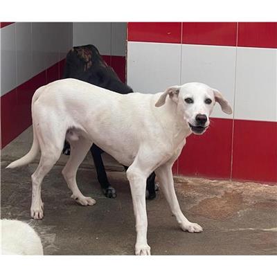 QUARTU SANT'ELENA - Cane - Microchip 380260004814569