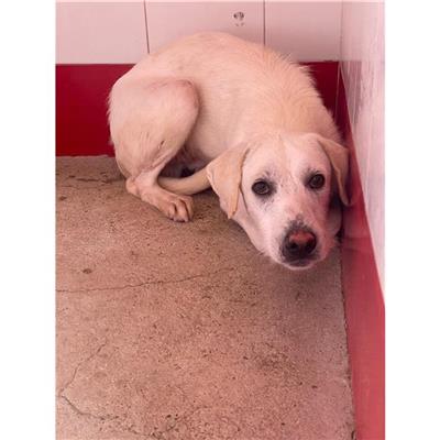 QUARTU SANT'ELENA - Cane - Microchip 380260004814597