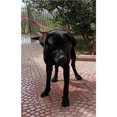 QUARTU SANT'ELENA - Cane - Microchip 380260004812253