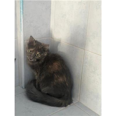 DOLIANOVA - Gatto - Microchip 380260004815882