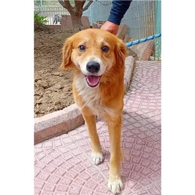 VILLASIMIUS - Cane - Microchip 380260004814714