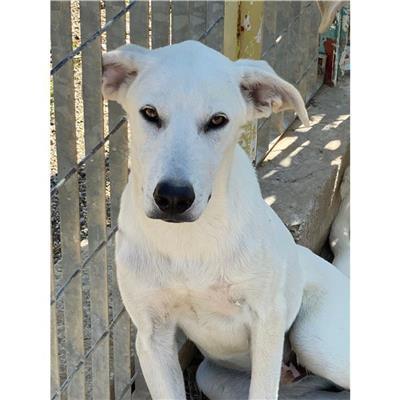 QUARTU SANT'ELENA - Cane - Microchip 380260004811451