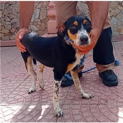 SETTIMO S.PIETRO - Cane - Microchip 380260004815877