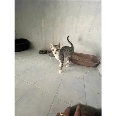 SINNAI - Gatto - Microchip 380260004812020