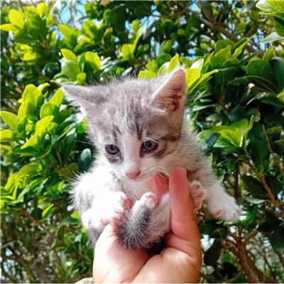 SINNAI - Gatto - Microchip 380260004812021