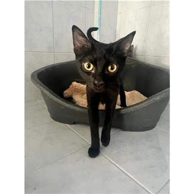 SINNAI - Gatto - Microchip 380260004812081