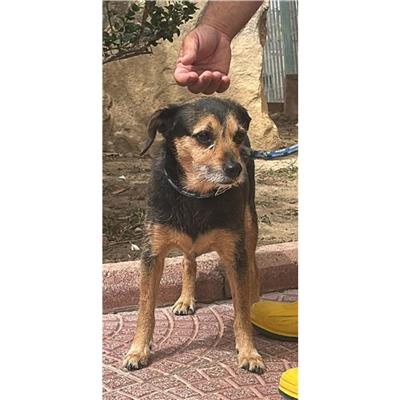 QUARTU SANT'ELENA - Cane - Microchip 380260004812032