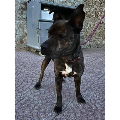 SETTIMO S.PIETRO - Cane - Microchip 380260004812433