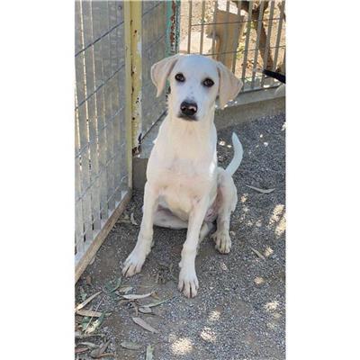 QUARTU SANT'ELENA - Cane - Microchip 380260004814722