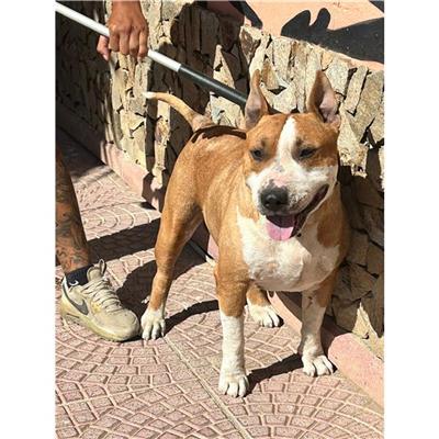 QUARTU SANT'ELENA - Cane - Microchip 380260004812510