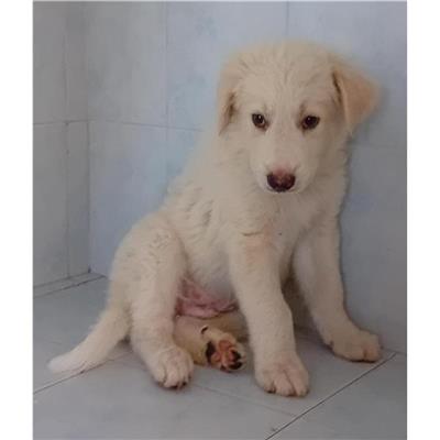 QUARTU SANT'ELENA - Cane - Microchip 380260004812514