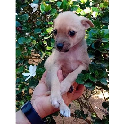 SELARGIUS - Cane - Microchip 380260004815497