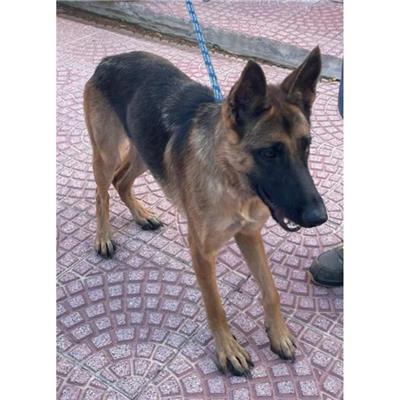 VILLASIMIUS - Cane - Microchip 380260004815564