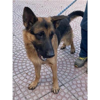 VILLASIMIUS - Cane - Microchip 380260004815556