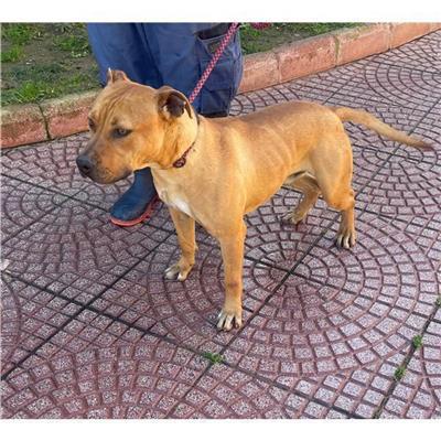 DOLIANOVA - Cane - Microchip 380260004811351