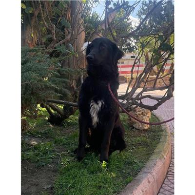 QUARTU SANT'ELENA - Cane - Microchip 380260004815520