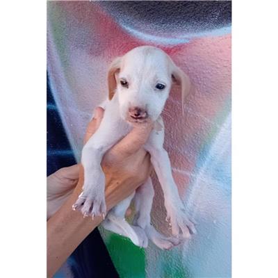 VILLASIMIUS - Cane - Microchip 380260004811260