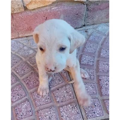 VILLASIMIUS - Cane - Microchip 380260004811204