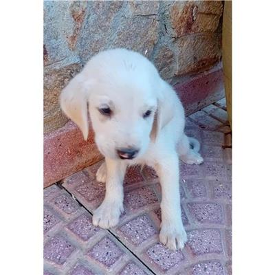 VILLASIMIUS - Cane - Microchip 380260004811217