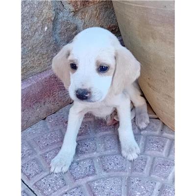 VILLASIMIUS - Cane - Microchip 380260004811256