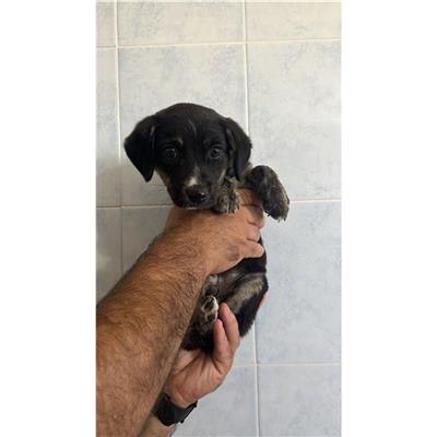 QUARTU SANT'ELENA - Cane - Microchip 380260004811269