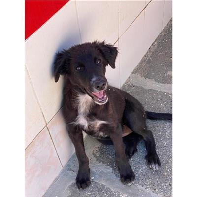 QUARTU SANT'ELENA - Cane - Microchip 380260004812513