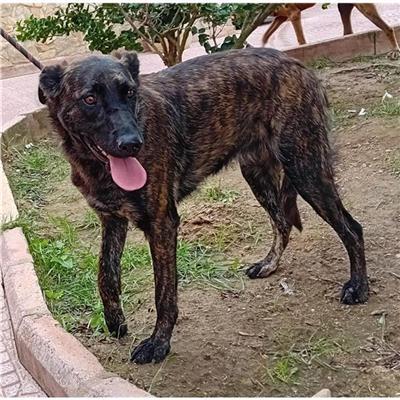 SELARGIUS - Cane - Microchip 380260004815677