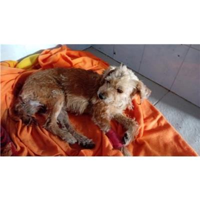 QUARTU SANT'ELENA - Cane - Microchip 380260004815602