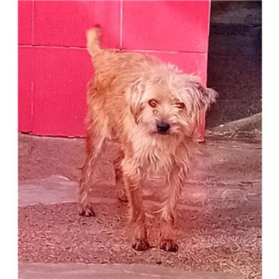 QUARTU SANT'ELENA - Cane - Microchip 380260004815602