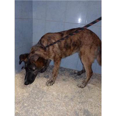 GONNESA - Cane - Microchip 380260004624760