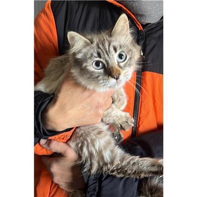 MONSERRATO - Gatto - Microchip 380260004815581