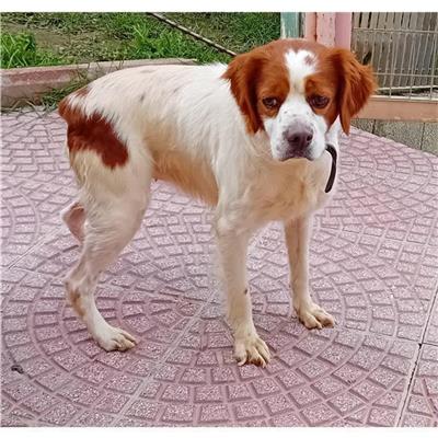 BURCEI - Cane - Microchip 380260004815557