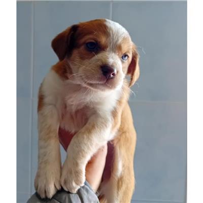 SELARGIUS - Cane - Microchip 380260004815550