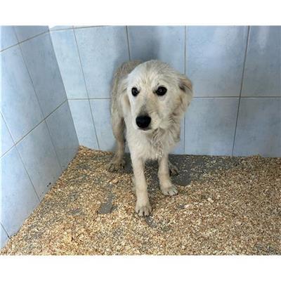 SELARGIUS - Cane - Microchip 380260170388255