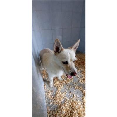 QUARTU SANT'ELENA - Cane - Microchip 380260170388258