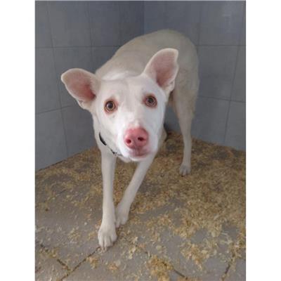 QUARTU SANT'ELENA - Cane - Microchip 380260170388241